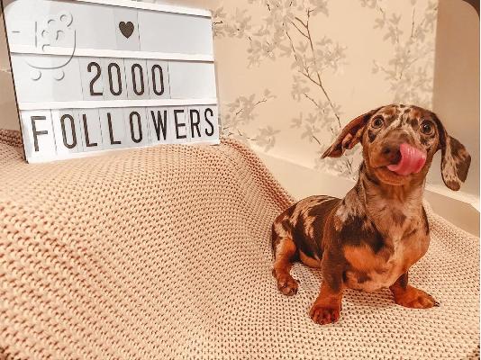 PoulaTo: AKC Dachshunds